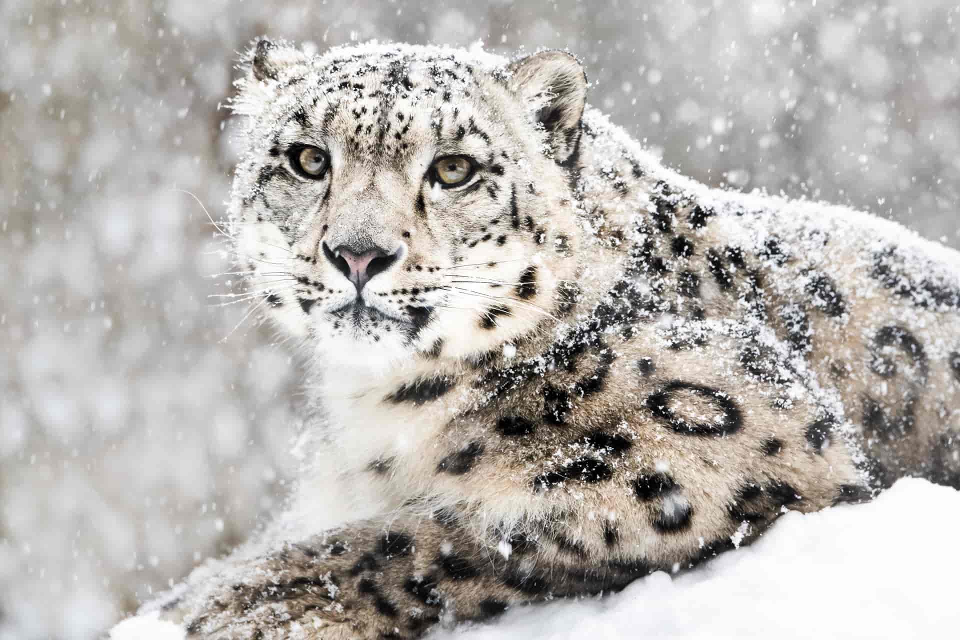 Окрас кошки